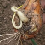 Κρεμμύδι νηματώδης