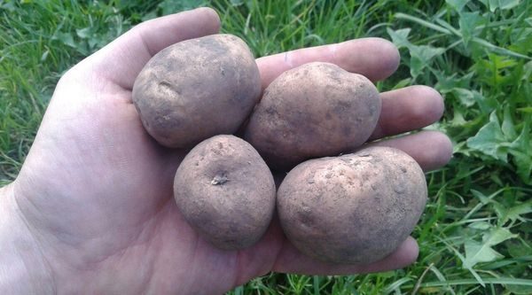 ΜΙΚΡΗ ΟΜΑΔΑ