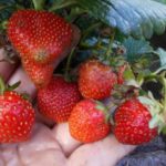 La délicatesse de Moscou