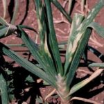 Κρεμμύδι μωσαϊκό