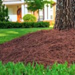Pine Needle Mulch