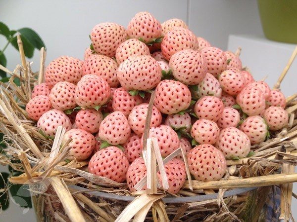 Pineberry Strawberry