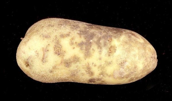 Ασημένια κηλίδα