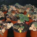 Spider mite on strawberry