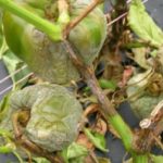 Peppers with blight