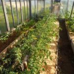 Кацане на Метрополитен