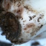 Повреда на декоративен чесън лук крем лук