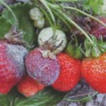 Olgun olduğunda, çilekler gri küflerden etkilenebilir.