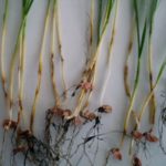 Root rot sample