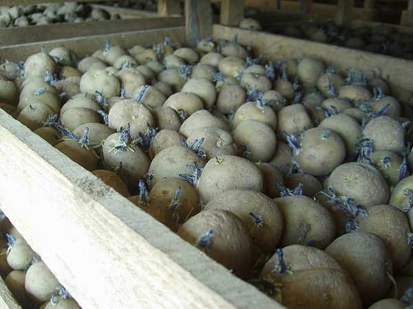 Bir vernalizasyon örneği