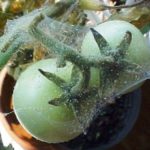 Sign of spider mites on tomatoes