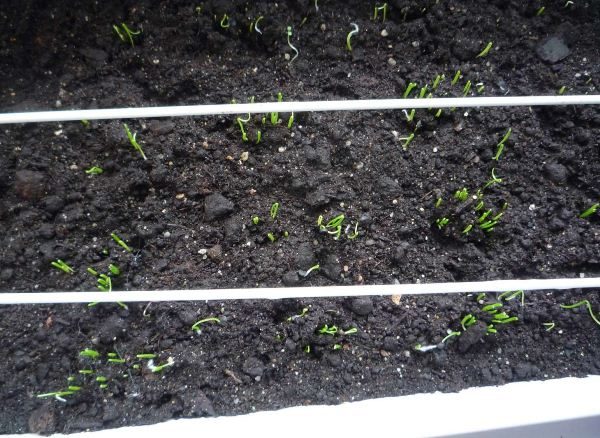 Κομμένα κρεμμύδια