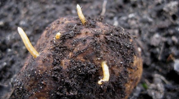 Wireworm