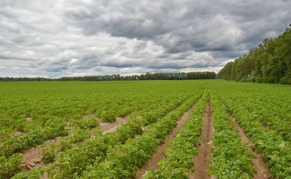 Even rows of planted potatoes