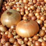 Stuttgarter à l'oignon