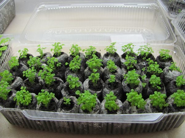 Potato seedlings