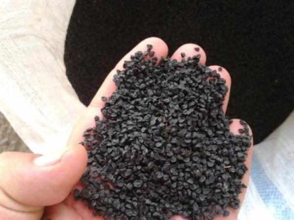 Σπόροι κρεμμυδιού