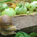 With slugs, you can fight the infusion of chilli pepper