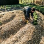 Straw mulch