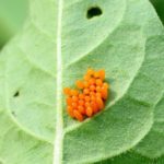 La destruction des oeufs du doryphore de la pomme de terre - le moyen le plus efficace de lutter contre les ravageurs