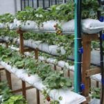 Καλλιέργεια φράουλες σε σακούλες με οριζόντιο τρόπο