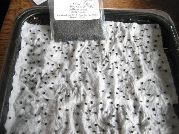 Βουτιά σπόρους κρεμμύδι Sturon πριν από τη φύτευση