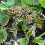 Strawberry mite on strawberry