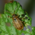 Strawberry leaf beetle