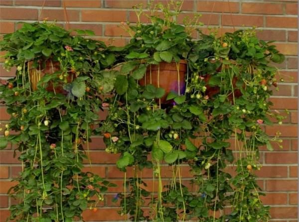 Il segreto più importante della coltivazione riuscita della Toscana è l'alimentazione regolare.