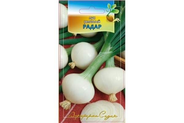 Cebolas da variedade de radar