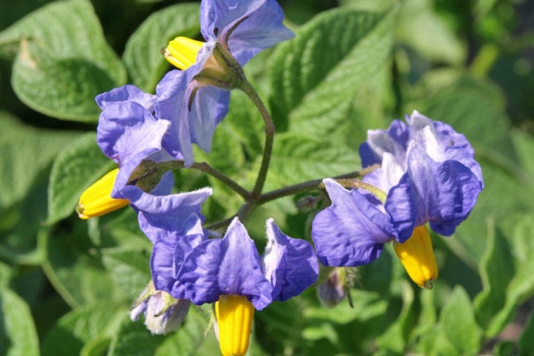 Το πότισμα Sineglazka κοστίζει 3-4 φορές σε ολόκληρη την περίοδο ανάπτυξης, τροφοδοτείται με αζωτούχα λιπάσματα