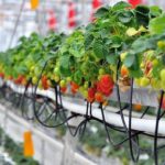 Υδροπονική μέθοδος