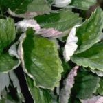 Μεσογειακή δροσιά