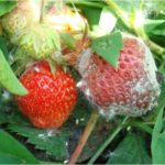 Γκρίζα σήψη