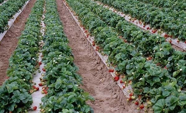 Τα κρεβάτια φράουλας πρέπει να μετακινούνται κάθε 5 χρόνια.