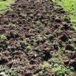 Για να προσθέσουν ευθρυπτότητα, σκάβουν τη γη αρκετές φορές.