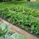 Με υψηλό επίπεδο υπογείων υδάτων το κρεβάτι πρέπει να ανυψωθεί