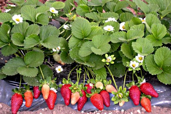 Η φράουλα επισκευής είναι σε θέση να φέρει φρούτα όλο το χρόνο.