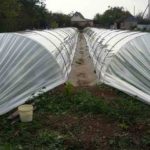 Μεγαλώνοντας σε σήραγγες φιλμ