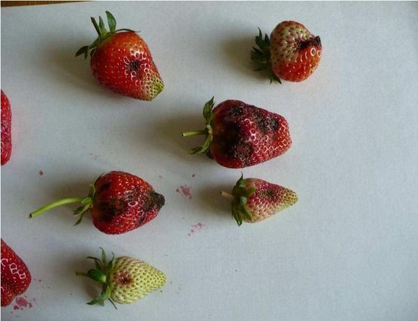 Alba kann von Anthracnose betroffen sein