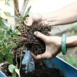 Der Busch wird zusammen mit der erdigen Kugel gegraben