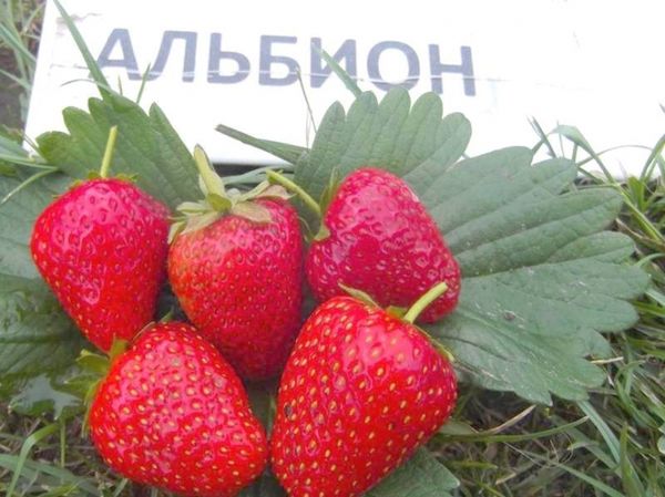 Variété de fraises Albion a de gros fruits pesant environ 50g