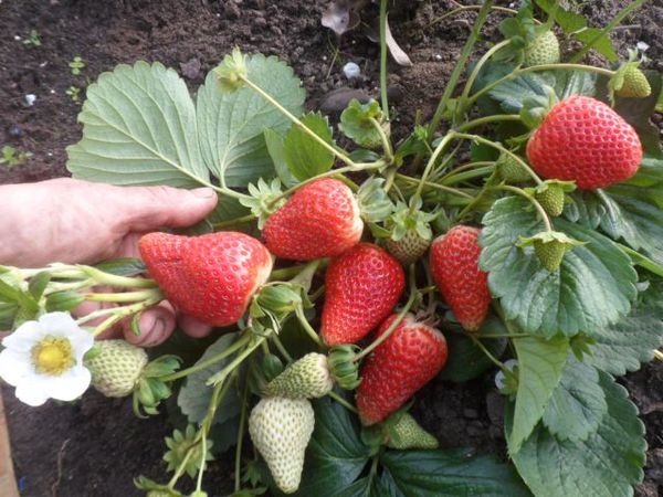 La variété Albion est résistante aux maladies fongiques