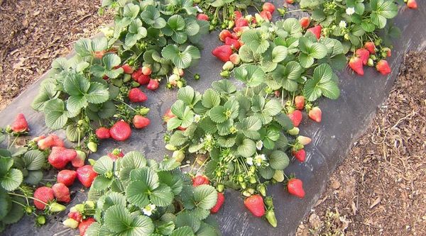 Si vous plantez des fraises d'Albion en automne, la première récolte aura lieu en été