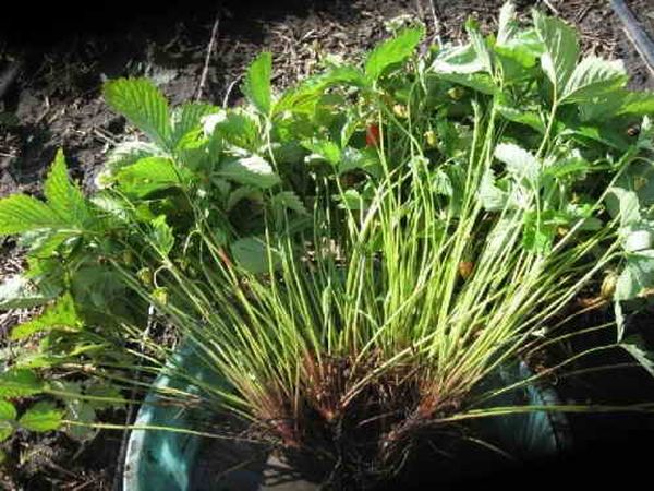 Le moyen le plus fiable d’élever des fraises Albion - diviser la brousse