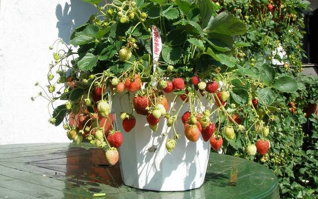  Ampelnaya φράουλα