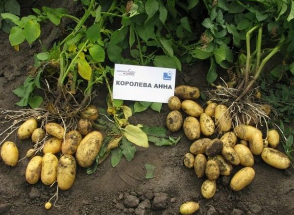 Reine Anne Pommes De Terre