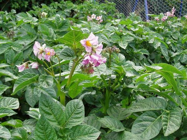 Pour le développement réussi des tubercules doivent cueillir des fleurs
