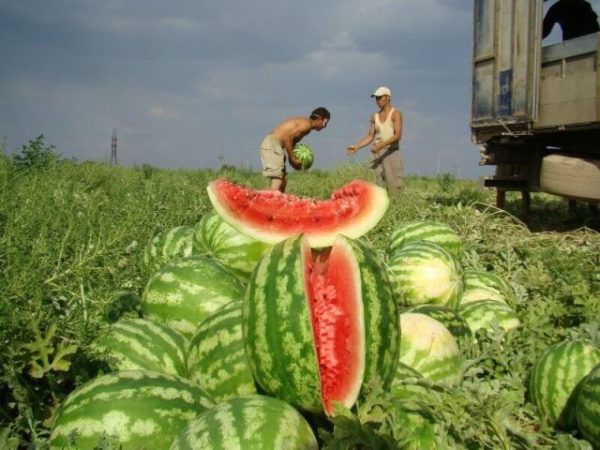 Harvesting watermelon