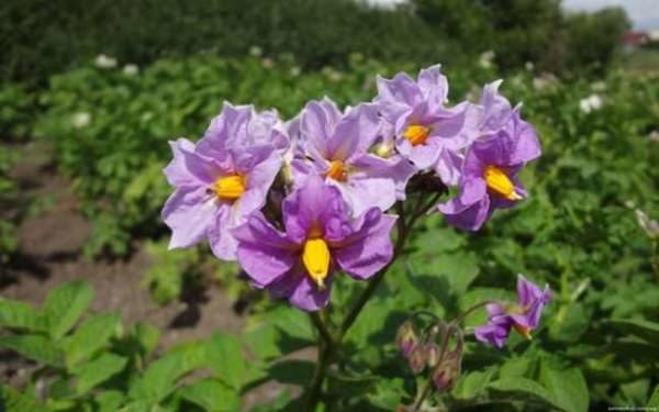 Potato color Lyubava